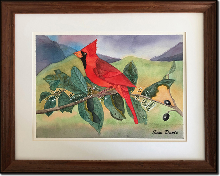 Cardinal watercolor painting by Sam Davis 2024